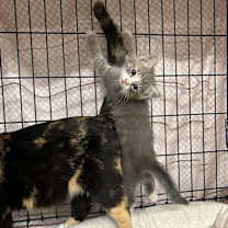 Thumbnail photo of Macon #3