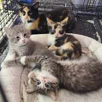 Thumbnail photo of Macon #4