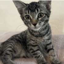 Thumbnail photo of Pixie #4