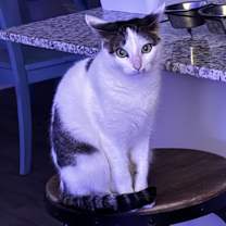 Thumbnail photo of Nezu #2