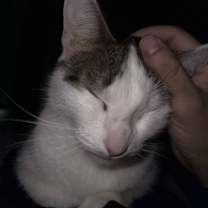 Thumbnail photo of Nezu #3