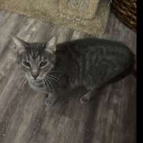 Thumbnail photo of Oyster (Courtesy Post) #1