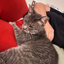 Thumbnail photo of Oyster (Courtesy Post) #3