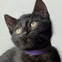 Thumbnail photo of Vienna 4929 #1