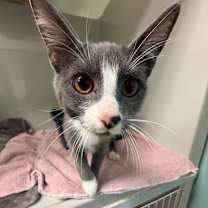 Thumbnail photo of Sylus #1