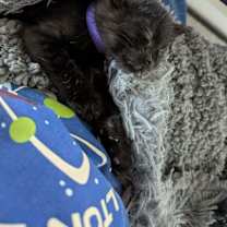 Thumbnail photo of Vienna 4929 #2