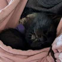 Thumbnail photo of Vienna 4929 #3