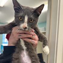 Thumbnail photo of Sylus #3