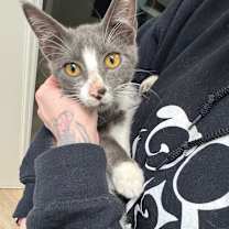 Thumbnail photo of Sylus #4