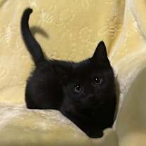 Thumbnail photo of Archie #3