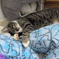 Thumbnail photo of  Skarsgård #1