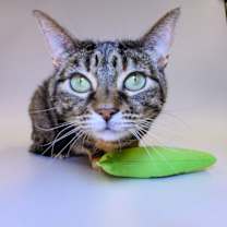 Thumbnail photo of Saman #1