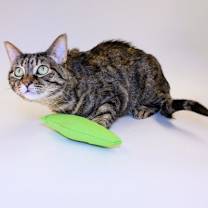 Thumbnail photo of Saman #2