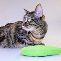 Thumbnail photo of Saman #3