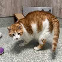 Thumbnail photo of Chunks #2