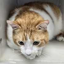 Thumbnail photo of Chunks #3