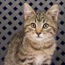 Thumbnail photo of Yam #1