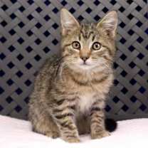 Thumbnail photo of Yam #2