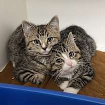 Thumbnail photo of Cherubim - Bonded W/ Seraphim #1