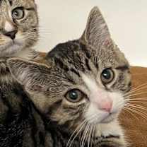 Thumbnail photo of Cherubim - Bonded W/ Seraphim #2