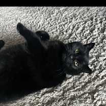 Thumbnail photo of Ivan #3