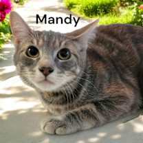 Thumbnail photo of Mandy #2