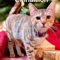 Thumbnail photo of Cinnamon #1