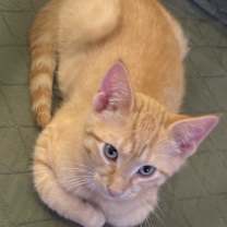 Thumbnail photo of Scout #1