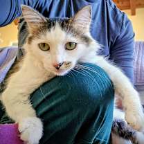 Thumbnail photo of Mochi #1