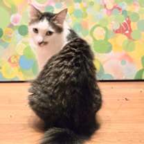 Thumbnail photo of Mochi #2