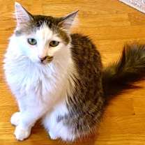 Thumbnail photo of Mochi #3