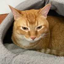 Thumbnail photo of Pickles #1