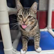 Thumbnail photo of Violet #1