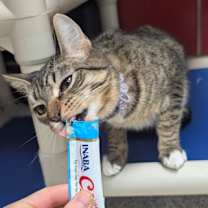 Thumbnail photo of Violet #3