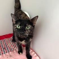 Thumbnail photo of Spicy Mama #1