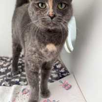 Thumbnail photo of Lightning #1