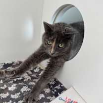 Thumbnail photo of Lightning #2