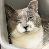 Thumbnail photo of Ragetti #1