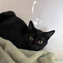 Thumbnail photo of Rey #1