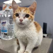 Thumbnail photo of Snowy #2