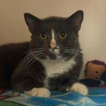 Thumbnail photo of Blitzy McZoom #2