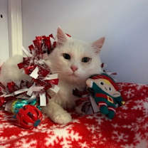 Thumbnail photo of Sugar Plum #1