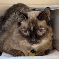 Thumbnail photo of Myrtle #1