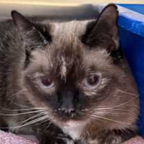 Thumbnail photo of Myrtle #2