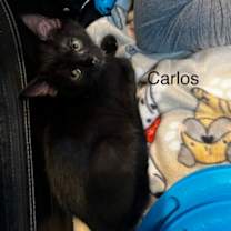 Thumbnail photo of Carlos #1