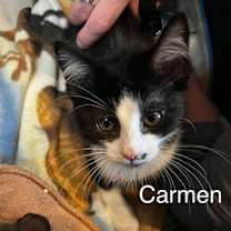 Thumbnail photo of Carmen #2