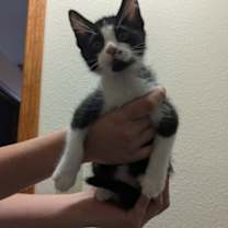 Thumbnail photo of Carmen #3