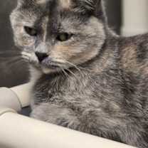 Thumbnail photo of Dora #1