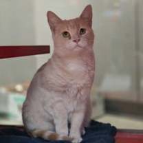 Thumbnail photo of Mochi #2