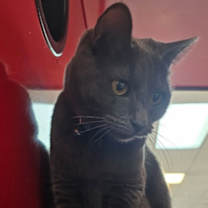 Thumbnail photo of Ruby #1